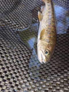 ヤマメの釣果