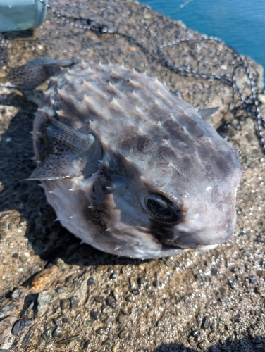 イシガキフグの釣果