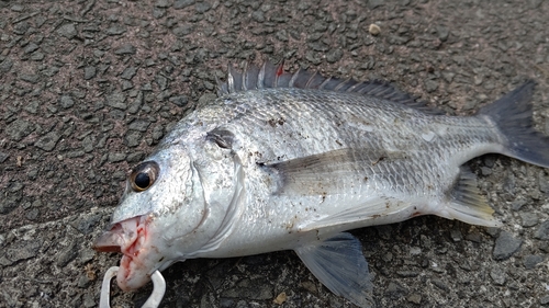 キビレの釣果