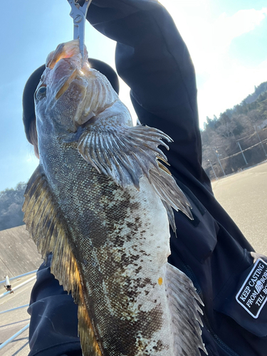 アイナメの釣果