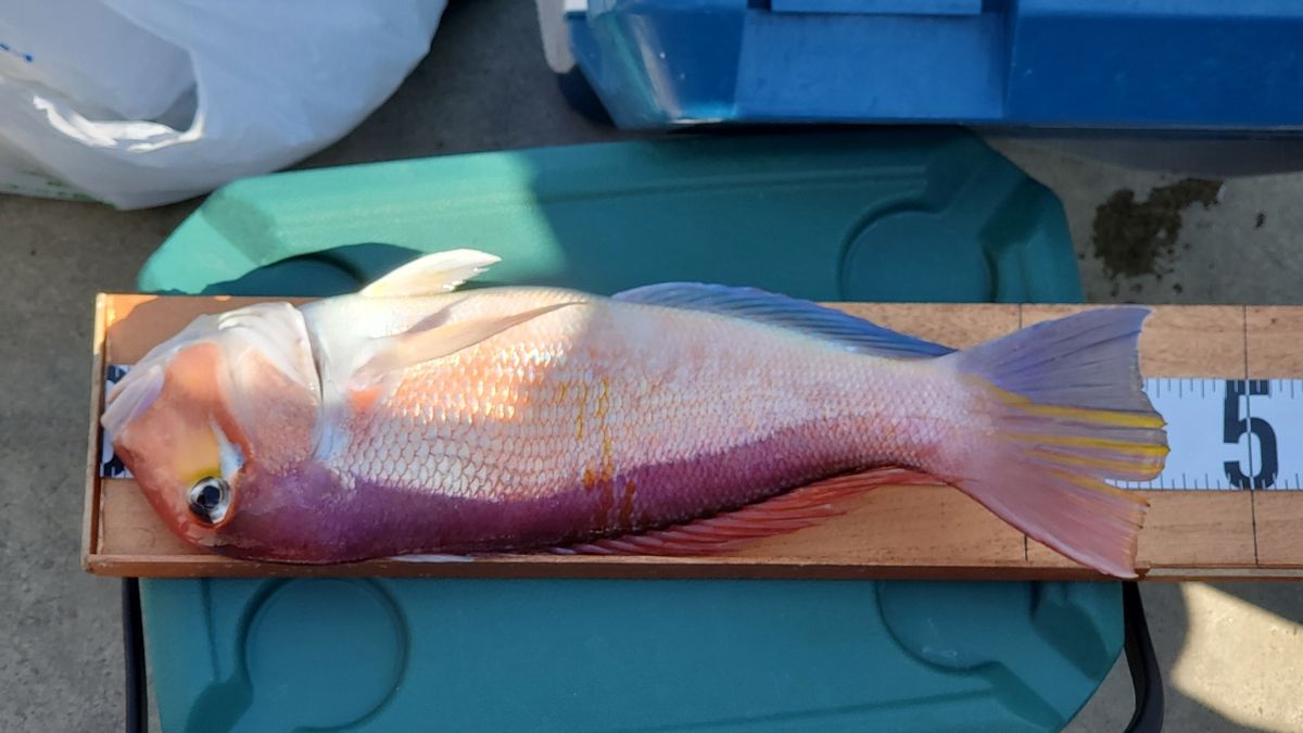 のひングさんの釣果 2枚目の画像