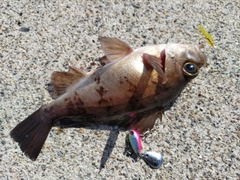 アカメバルの釣果