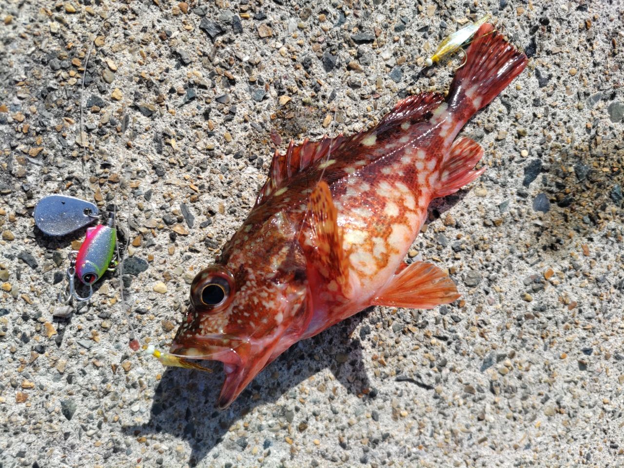 アカメバル