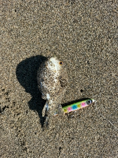 フグの釣果