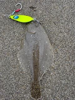 ヒラメの釣果