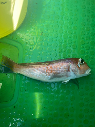 アマダイの釣果