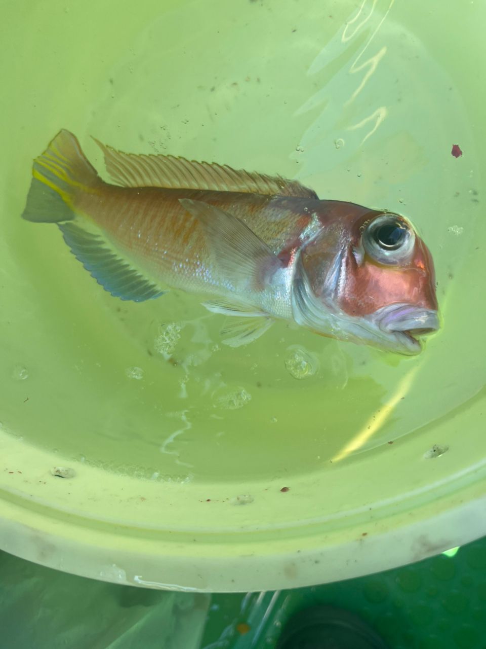 Guest62908869さんの釣果 2枚目の画像