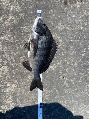 クロダイの釣果