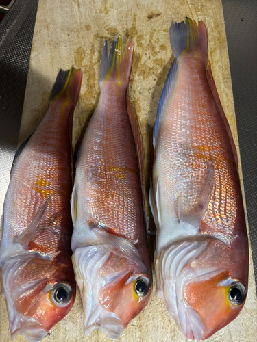 アマダイの釣果