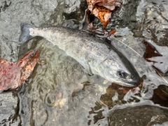 アマゴの釣果