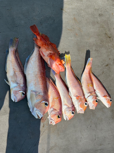 アカアマダイの釣果