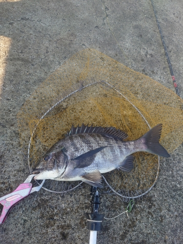 チヌの釣果