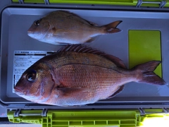 マダイの釣果