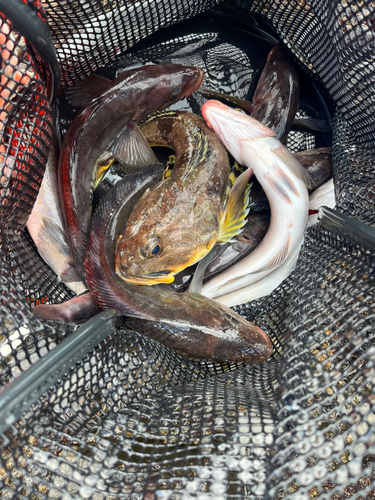 ホッケの釣果