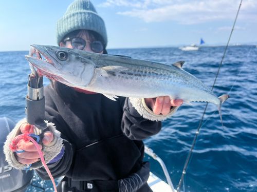 サゴシの釣果