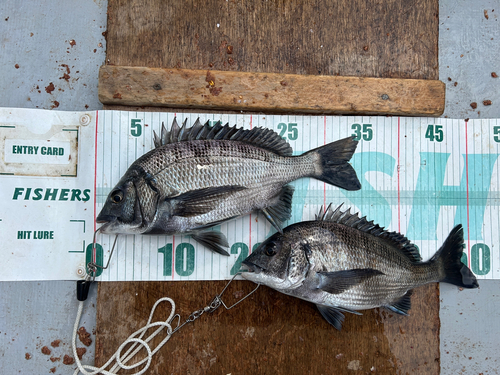 クロダイの釣果