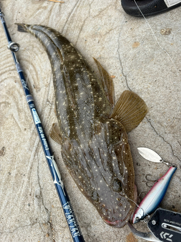 マゴチの釣果