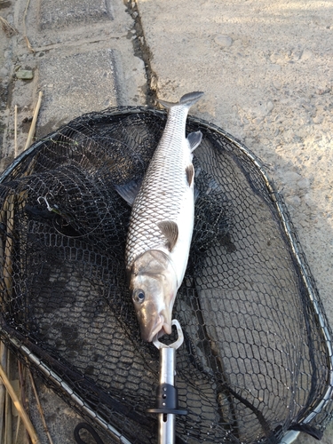 ニゴイの釣果