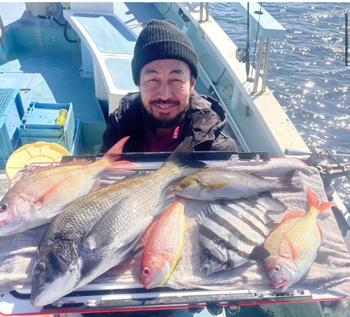 クロダイの釣果