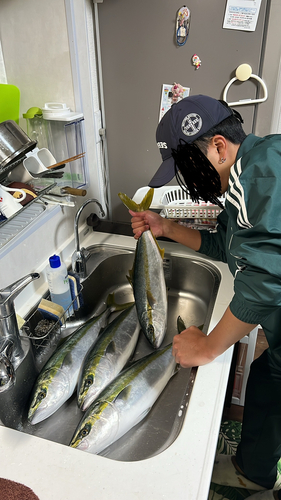 ブリの釣果