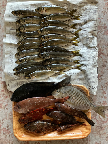 アジの釣果