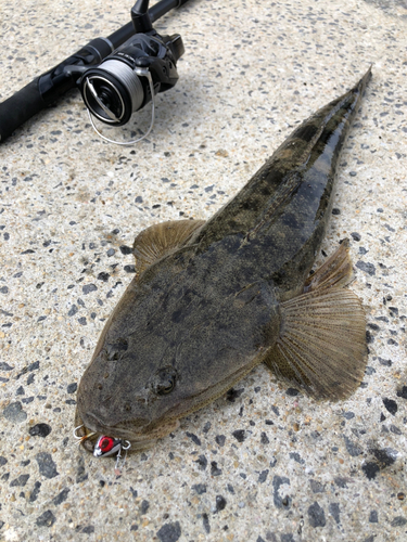 マゴチの釣果