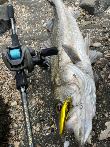 マルスズキの釣果