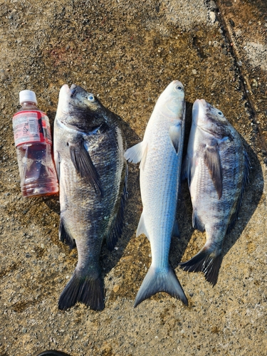 新居海釣公園