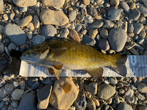 スモールマウスバスの釣果