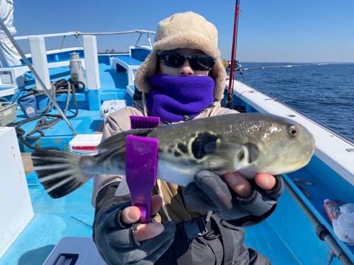 トラフグの釣果