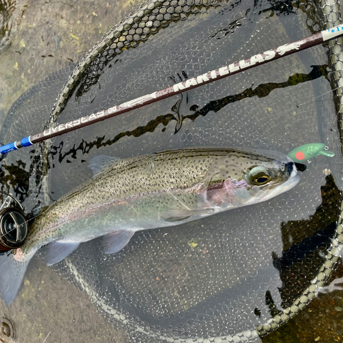 ニジマスの釣果