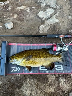 スモールマウスバスの釣果