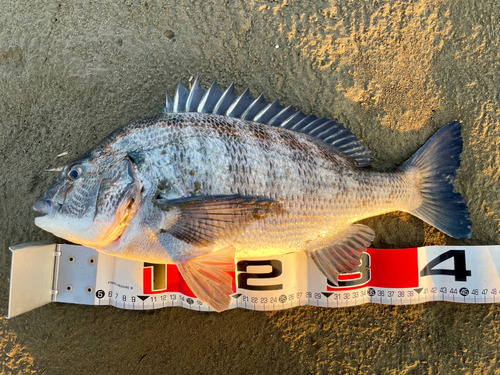 クロダイの釣果