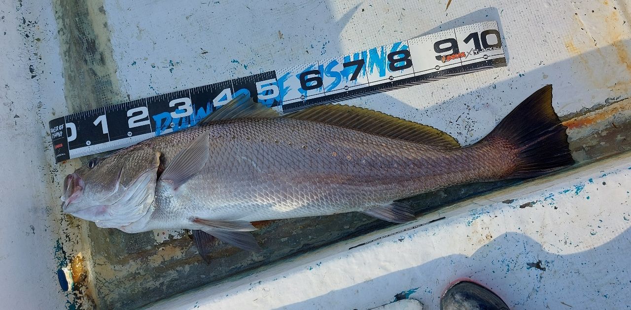 オシアジガー2000XG シマノ(SHIMANO) 21 オシアジガー 2000NR XG オシアジガー