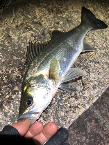 セイゴ（マルスズキ）の釣果