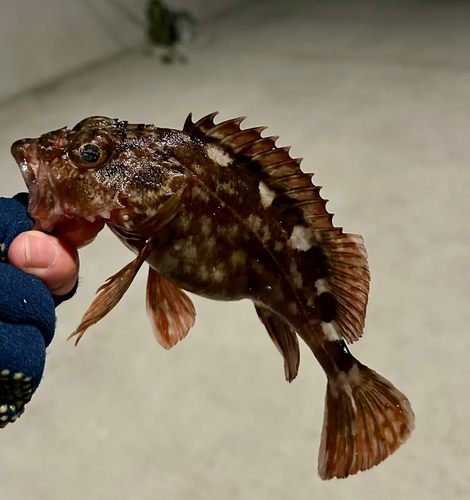 カサゴの釣果