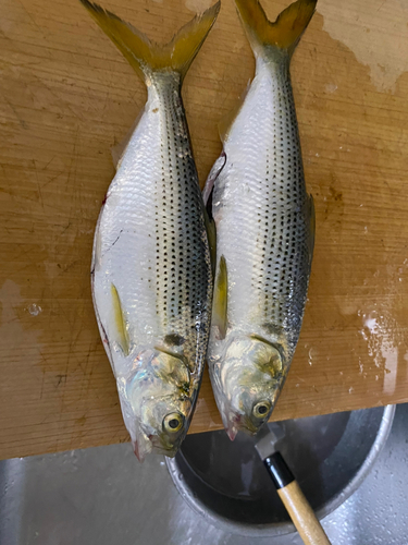 コノシロの釣果