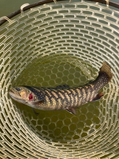 イワナの釣果