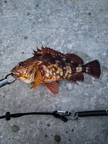 カサゴの釣果