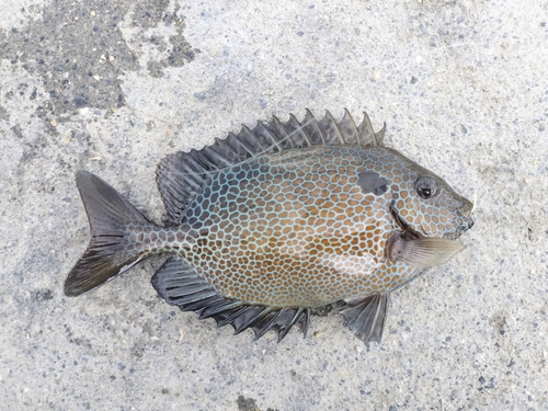 アイゴの釣果