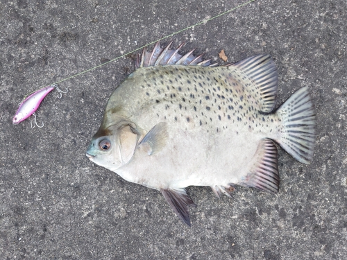 クロホシマンジュウダイの釣果