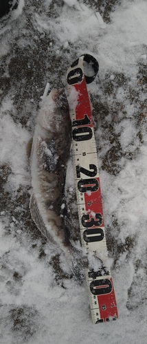 ホッケの釣果