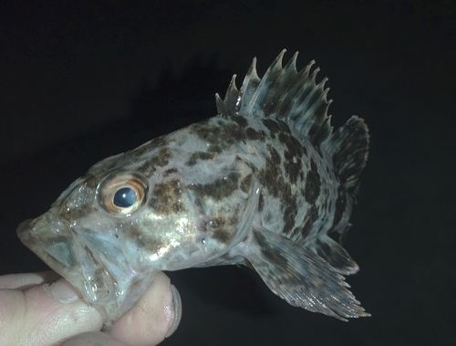 タケノコメバルの釣果