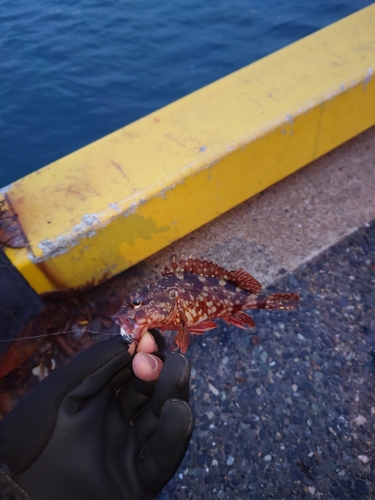 カサゴの釣果