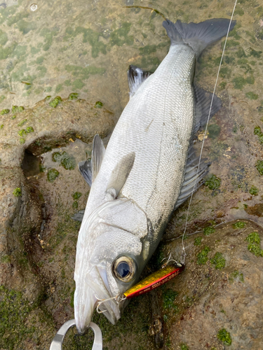 セイゴ（ヒラスズキ）の釣果