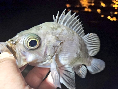 メバルの釣果