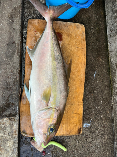 ヒレナガカンパチの釣果