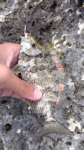 アイゴの釣果