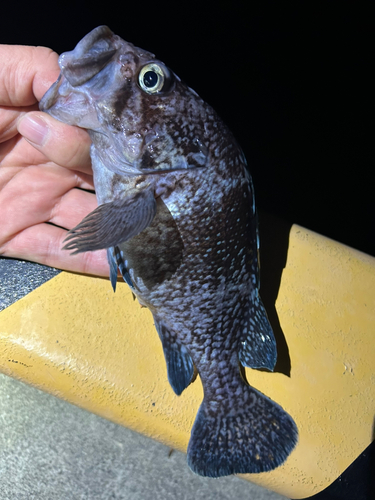 ソイの釣果