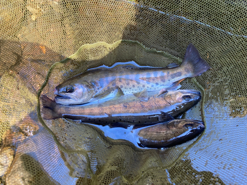 ヤマメの釣果